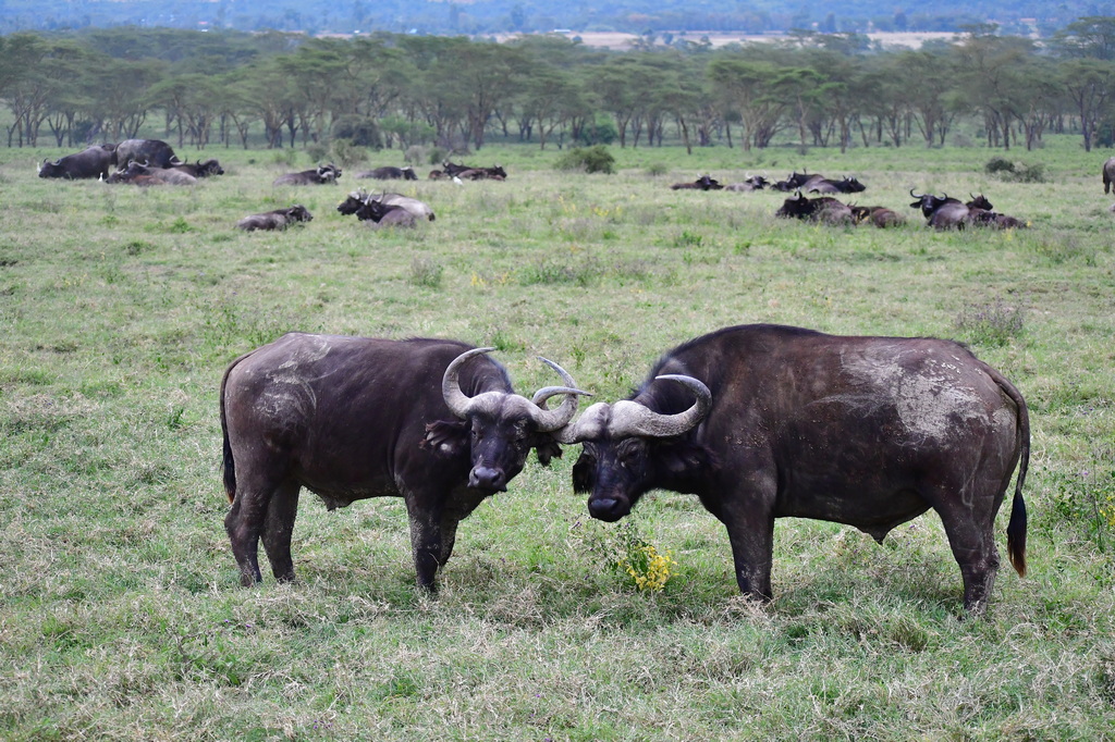 Lake Nakuru N.P.